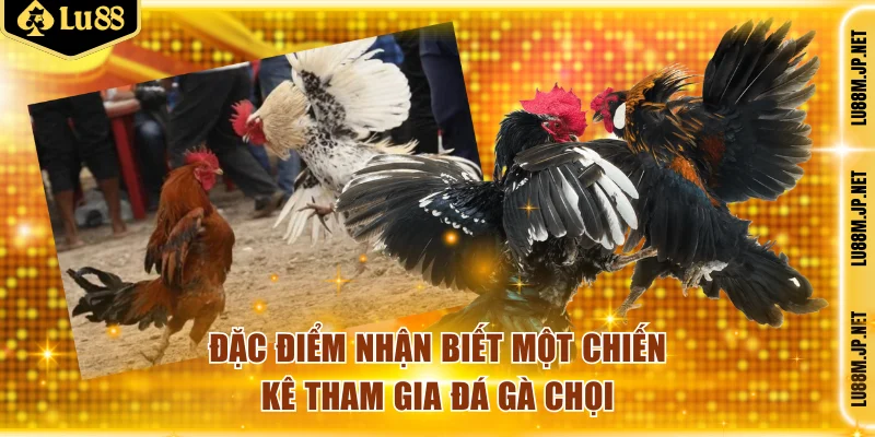 Đặc điểm nhận biết một chiến kê tham gia đá gà chọi